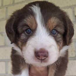 Aussiedoodle and Miniature Australian Shepherd Puppies from Aussies Acre