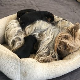 Yorkshire Terrier Puppies from Happy Little Yorkies