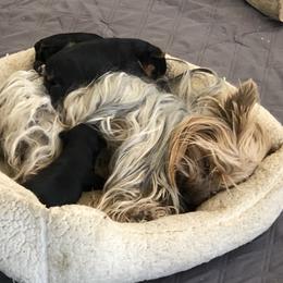 Yorkshire Terrier Puppies from Happy Little Yorkies
