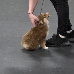 Dragon - Toy Australian Shepherd