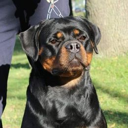 Fiesta - Rottweiler