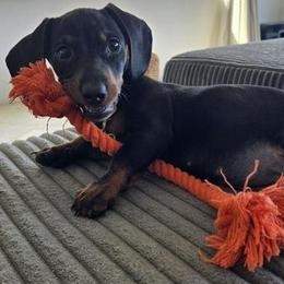 Dachshund puppies from Dilalah Dachshund