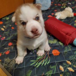 Hornet - Red and white male Siberian Husky puppy in Elk River, Minnesota from Naturez Siberians