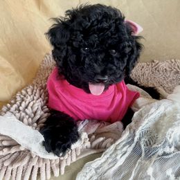 Goldendoodle, Maltipoo, and Poodle Puppies from Winchester Hills Poodles and Doodles