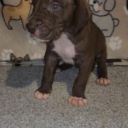 Calvin - Chocolate male Great Dane puppy in Walker, Louisiana from La Rebel Danes