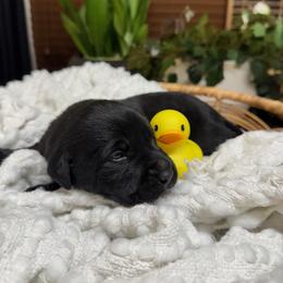 Boy 3 - male Labrador Retriever puppy in Petersboro, Utah from Chris Kolste