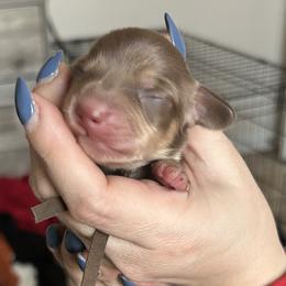 Boy 1 - Blizzard is a chocolate and cream - Chocolate and cream male Dachshund puppy in Hutto, Texas from R.G. Dachshunds