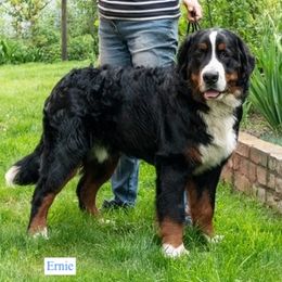 Ernie - Bernese Mountain Dog