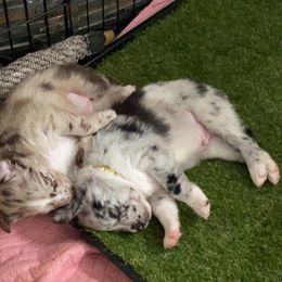 Australian Shepherd Puppies from Kent island Aussies
