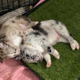 Australian Shepherd Puppies from Kent island Aussies