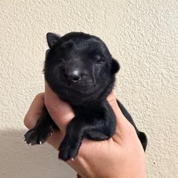 Black seal male - Black seal male German Shepherd puppy in California from Singleton Shepherds