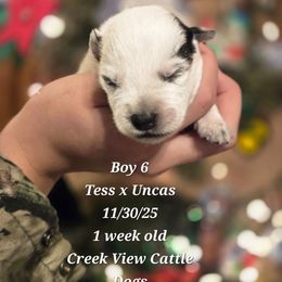 Boy 6 - Blue male Australian Cattle Dog puppy in Monroe, North Carolina from Creek View Cattle Dogs