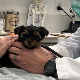 Yorkshire Terrier Puppies from Happy Little Yorkies