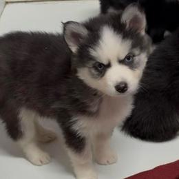 Chi Chi - Black and white female Pomsky puppy in Spring Hill, Florida from PDQ Pomskies