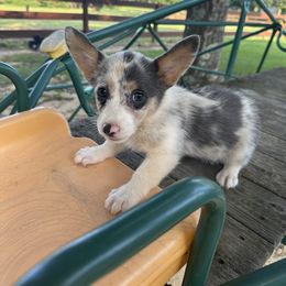 Girl 4 - Blue merle and white female American Corgi puppy in Mississippi from Copper Creek Kennels