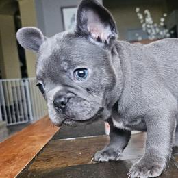 Lavender - Blue female French Bulldog puppy in Fort Myers, Florida from Wendy's French Bulldogs