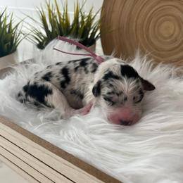 Malibu - White and blue merle female Bordoodle puppy in Valley Center, California from Circle R Valley Bordoodls