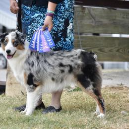 Maggie - Australian Shepherd