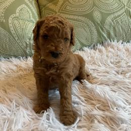 Yellow- Collar - Red  female Goldendoodle puppy in Fairmont, West Virginia from Mountainside Doodles, LLC