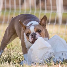 Boston Terriers and French Bulldogs from Freedom Frenchies N Bostons