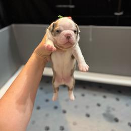 'Michael' - Lilac male Boston Terrier puppy in Temple, Texas from Splashed To Perfection Farms