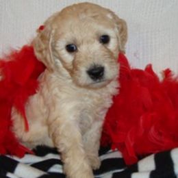 Goldendoodle and Poodle Puppies from The Doodle Patch