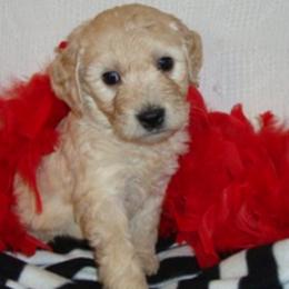 Goldendoodle and Poodle Puppies from The Doodle Patch