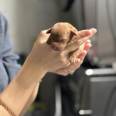 Whoodle Puppies from Perri’s Whoodles
