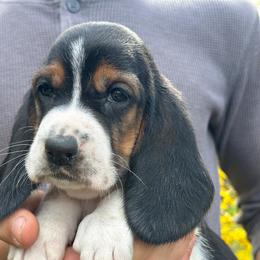 Female 5 - Black brown and white female Basset Hound puppy in Lindley, New York from Hill Top Basset Hounds & Cane Corso