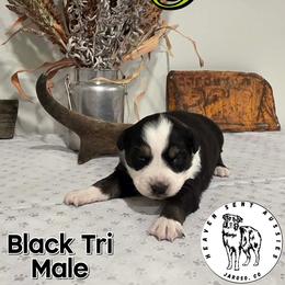 Penn - Black tri male Miniature Australian Shepherd puppy in Jaroso, Colorado from Heaven Sent Aussies