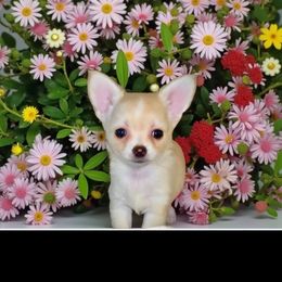 JILL 3,695 - Cream and white female Chihuahua puppy in Richmond, Virginia from Bayberry Chihuahuas