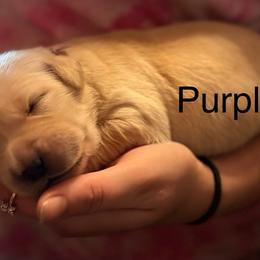 Girl 1 - Light golden female Golden Retriever puppy in Clay Center, Nebraska from Storm Chasers- Golden Retrievers & Basset Hounds