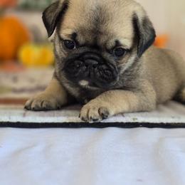 Hammer - Fawn male Pug puppy in Arthur, Illinois from Perfect Pugs