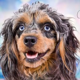 HARLEY - Aussiedoodle