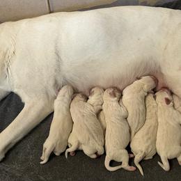 Pink Collar - Yellow female Labrador Retriever puppy in Nampa, Idaho from Gem State English Labrador Retrievers