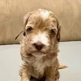 Grey Boy - Caramel cream male Australian Labradoodle puppy in West Union, South Carolina from Golden Corner Labradoodles, LLC