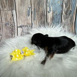 Xyla - Black and tan female Yorkshire Terrier puppy in Tulsa, Oklahoma from Conns Cuddly Canines