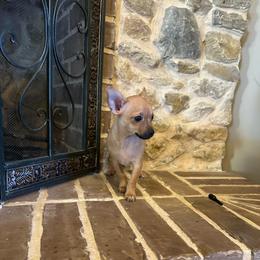 Tiger - Fawn male Chihuahua puppy in Alvord, Texas from Gift of Gods Favor