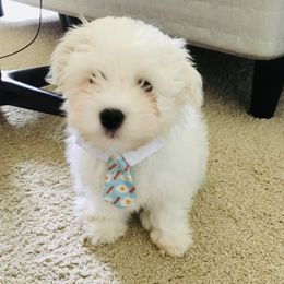 Coton de Tulear Puppies from Sutter Buttes Coton De Tulear