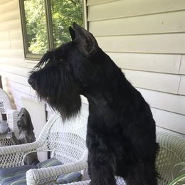 Fabi - Giant Schnauzer