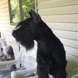 Fabi - Giant Schnauzer