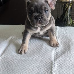French Bulldog Puppies from Jgrfrenchies