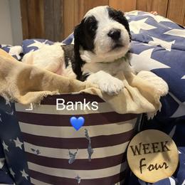 Banks - Black and white male Bernedoodle puppy in Coopersburg, Pennsylvania from Deutsch Hund Haus