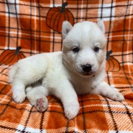 AKC Odette - White female Siberian Husky puppy in Centreville, Maryland from Huskies By the Bay