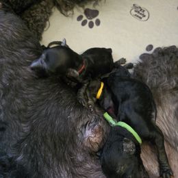 Silver Wing - Black female Poodle puppy in Phoenix, Arizona from Desert Diamond Poodles