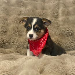 Superman - Fawn male Pembroke Welsh Corgi puppy in Pikeville, Tennessee from Rock Solid Ranch