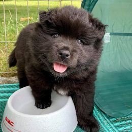 Finnish Lapphund and Leonberger Puppies from Lighthouse Lapphunds and Leos by the Sea