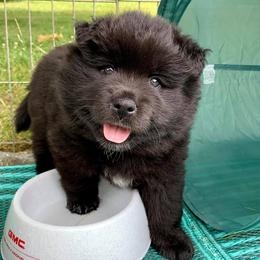 Finnish Lapphund and Leonberger Puppies from Lighthouse Lapphunds and Leos by the Sea