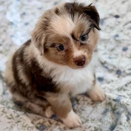 Teal collar - Red merle female Aussiedoodle puppy in 32046, Florida from River Hill Ranch