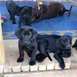 Labrador Retriever Puppies from Broneck Kennels LLC